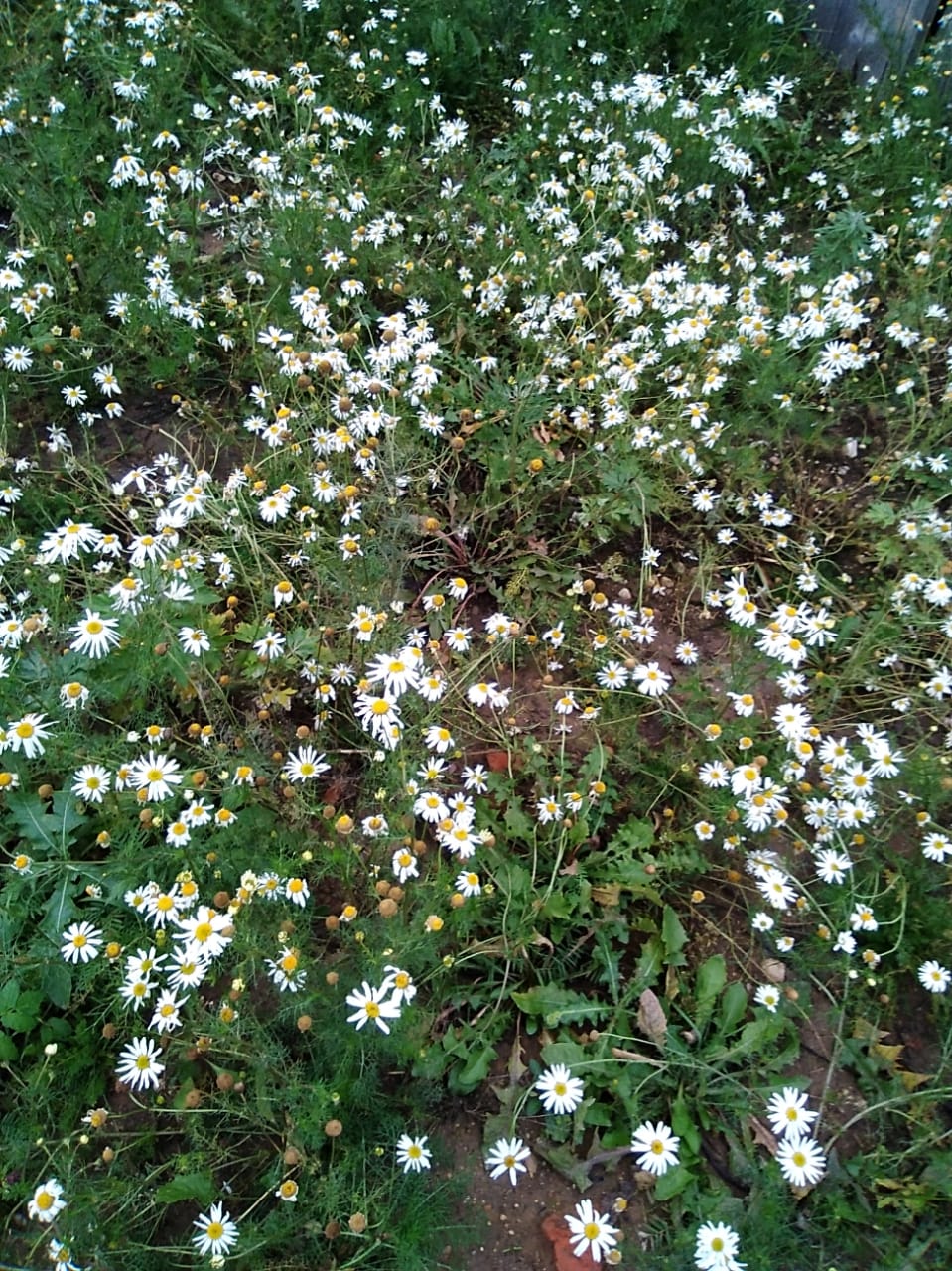 Мологский Покровский Женский Монастырь