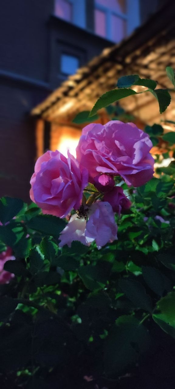 Мологский Покровский Женский Монастырь