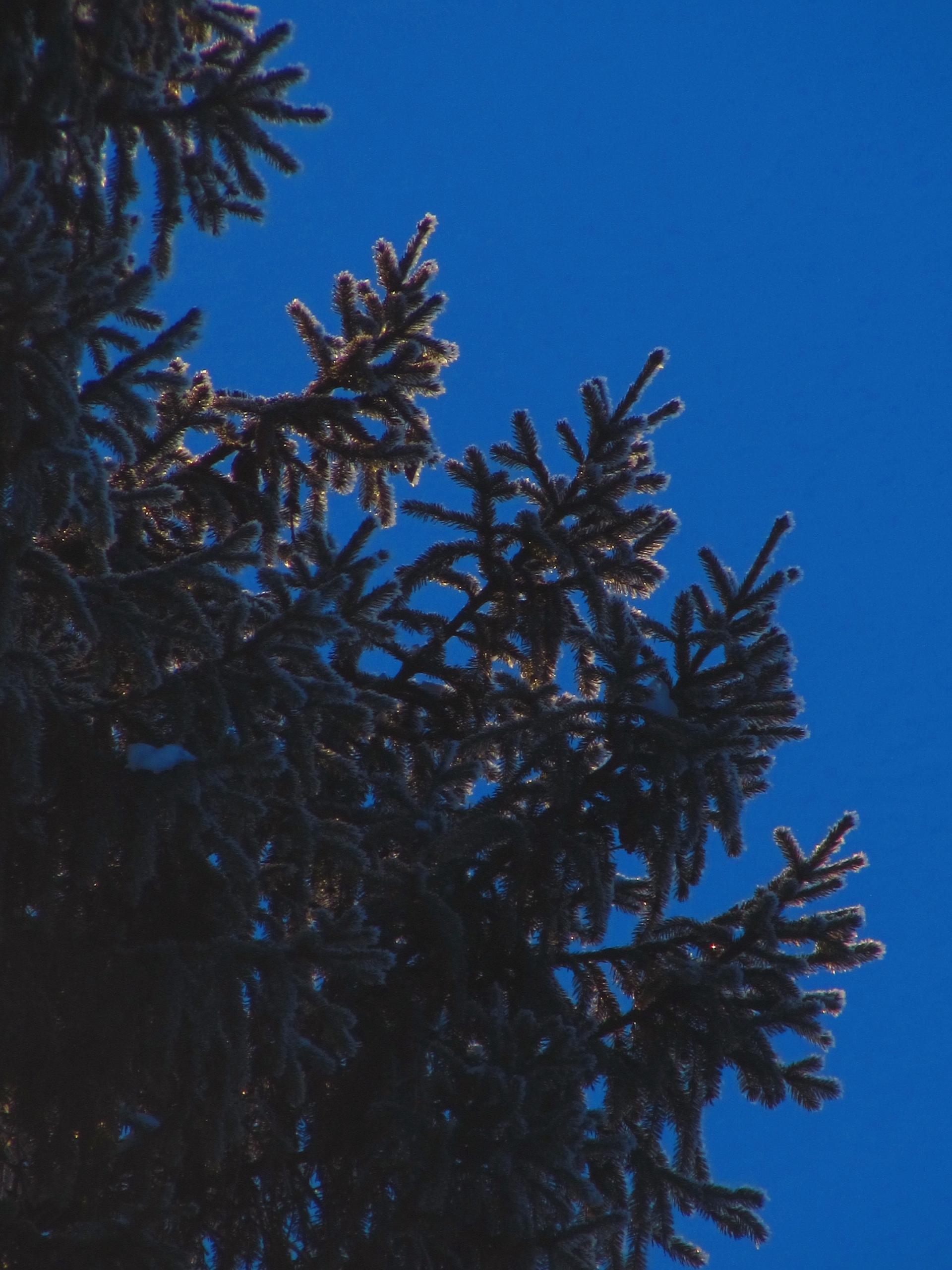 Мологский Покровский Женский Монастырь